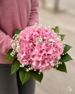 kaason-kimppu-vaaleanpunainen-hortensia